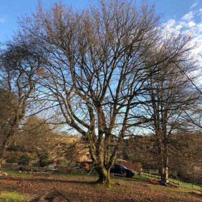 cheltenham tree services
