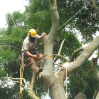 gloucestershire tree services