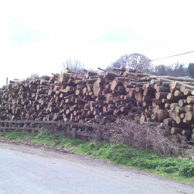 forestry in dursley