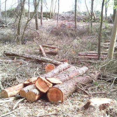 forestry near cheltenham