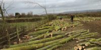 copse and loggers logs