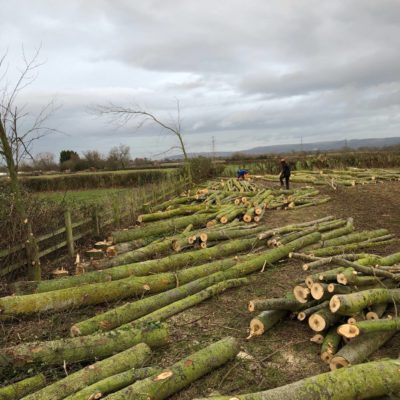 copse and loggers logs